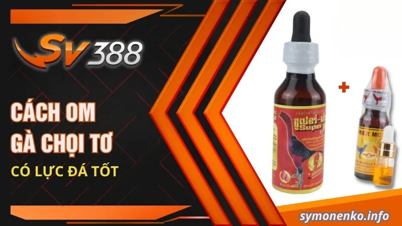 Cách om gà chọi tơ có lực đá tốt