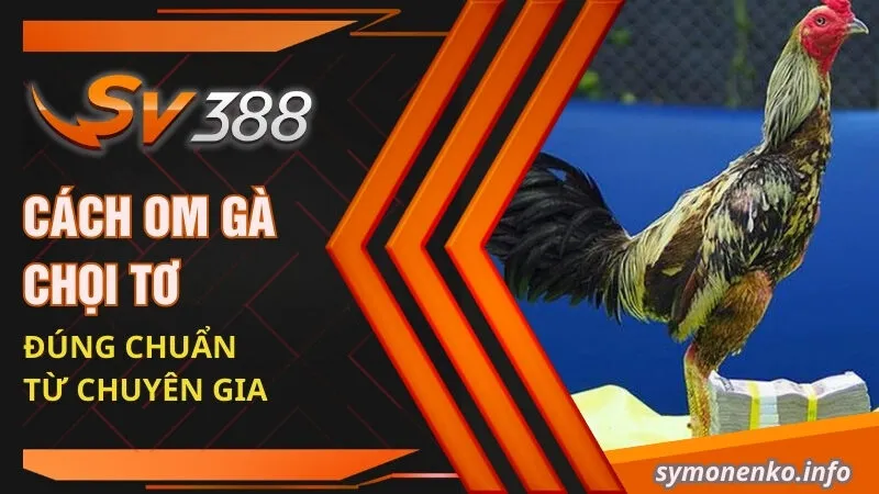 Cách om gà chọi tơ đúng chuẩn từ chuyên gia