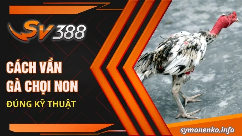 Cách vần gà chọi non đúng kỹ thuật