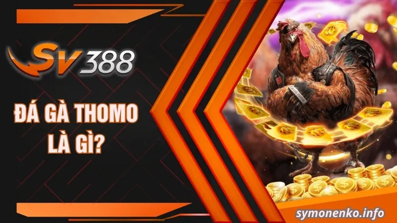 Đá gà Thomo là gì?