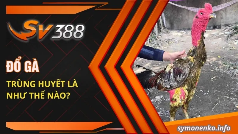 Đổ gà trùng huyết là như thế nào?