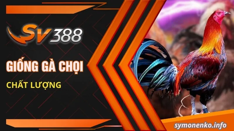 Giống gà chọi chất lượng