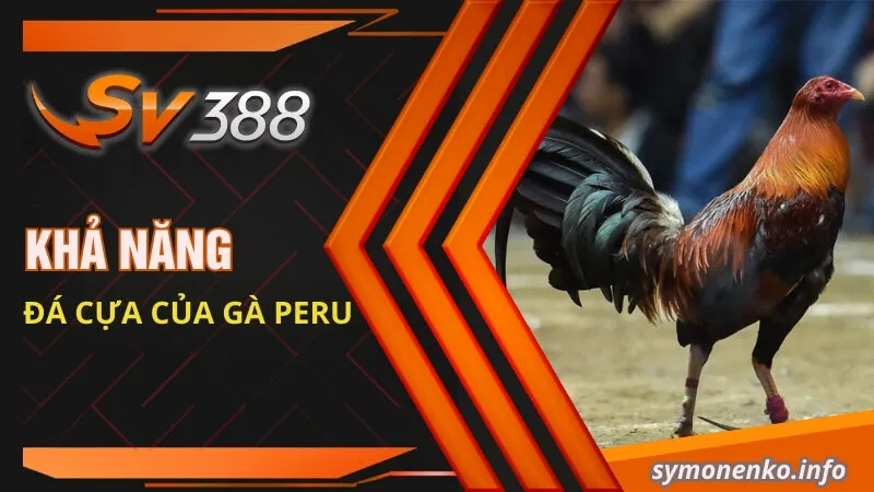 Gà Peru| Đặc Điểm Ngoại Hình Và Cách Phân Biệt Các Dòng Lai 4 Khả năng đá cựa của gà Peru