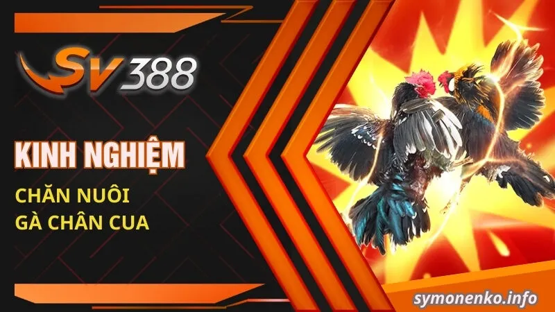 Kinh nghiệm chăn nuôi gà chân cua