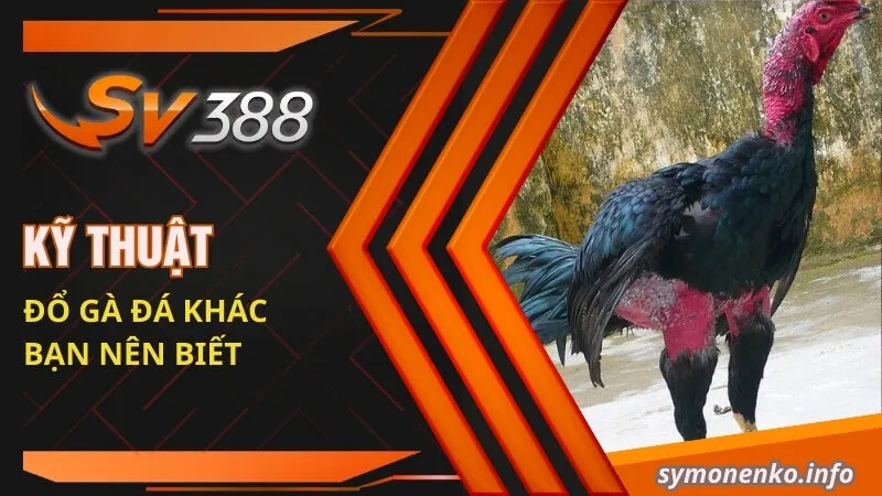 Kỹ thuật đổ gà đá khác bạn nên biết