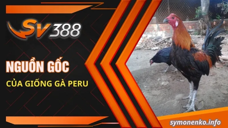 Gà Peru| Đặc Điểm Ngoại Hình Và Cách Phân Biệt Các Dòng Lai 2 Nguồn gốc của giống gà Peru