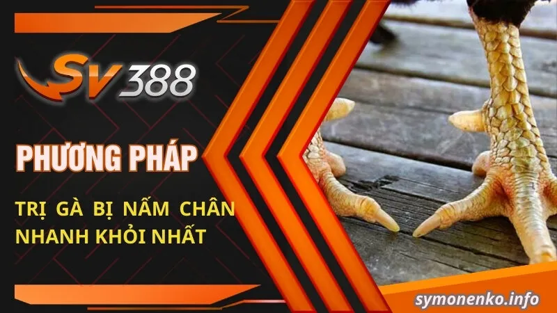 phuong phap tri ga bi nam chan nhanh khoi nhat