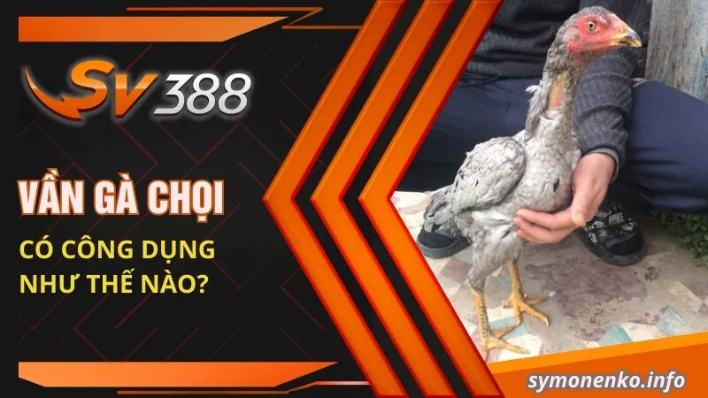 Vần gà chọi có công dụng như thế nào?