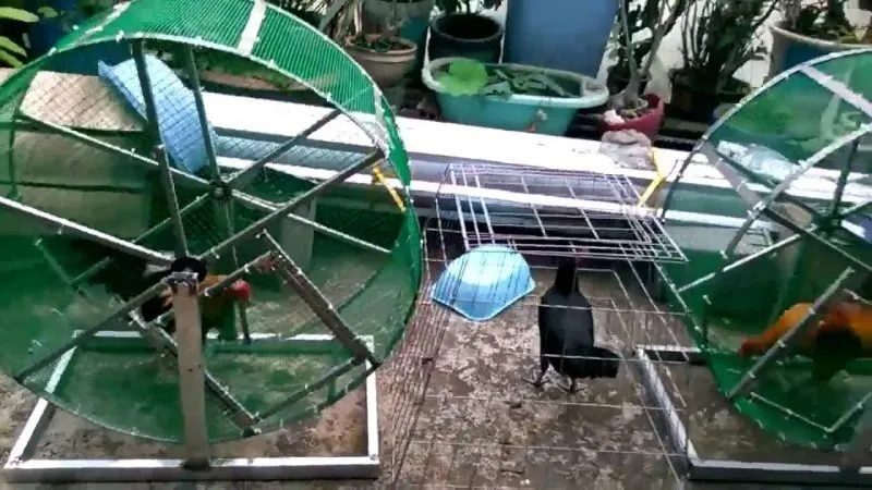 Các bài tập thể lực quan trọng cho gà đá