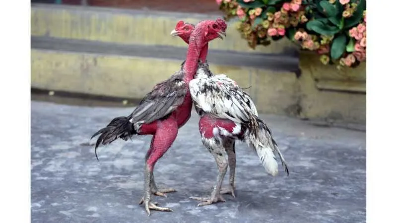 Cách Nuôi Và Huấn Luyện Gà Nòi Đạt Phong Độ Đỉnh Cao