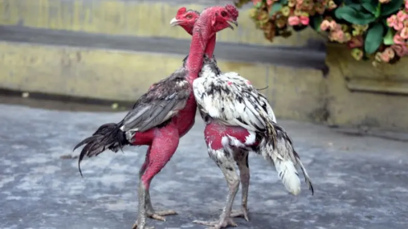 Tiêu chí đánh giá gà chọi mạnh