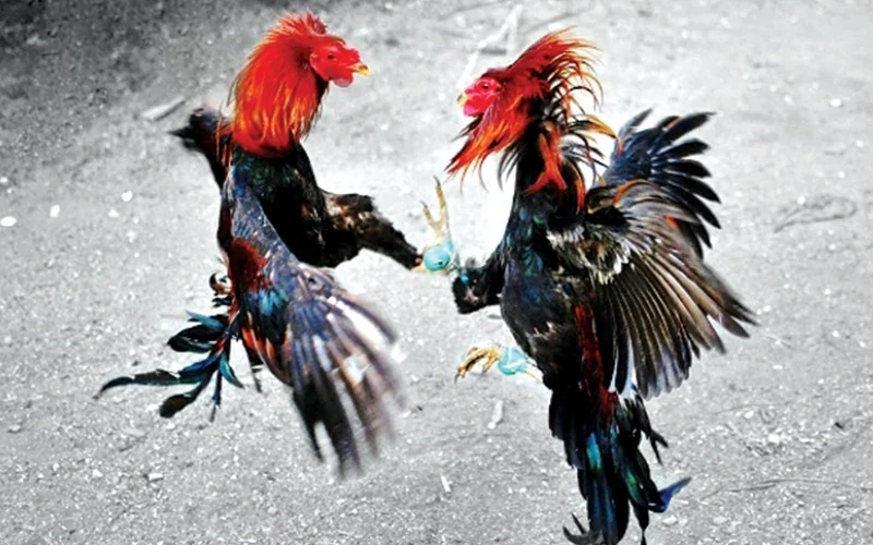 Vần gà chiến là gì